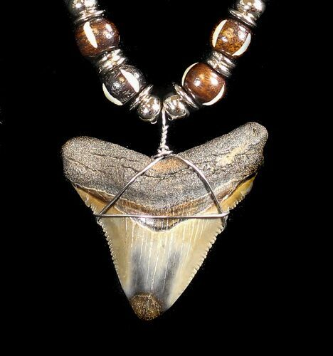 Serrated Megalodon Tooth Necklace #36577